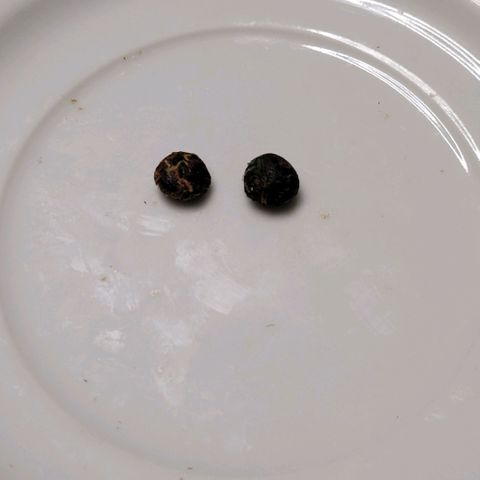 BubbleGum #2 growlog photo: Eins und eins macht 2 😂
Später beim Sieben der Popcorn u Trimreste kommt noch bissel dazu