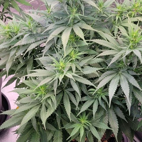 Berry growlog timeline photo