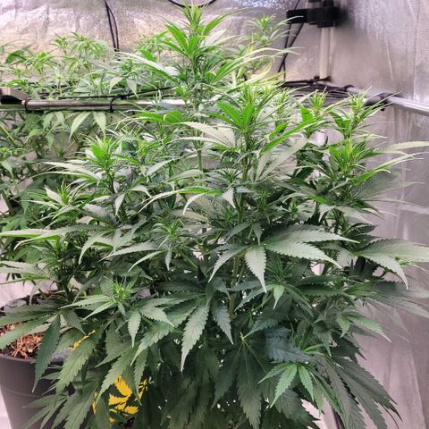 Berry growlog timeline photo