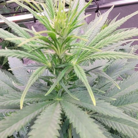 Berry growlog timeline photo