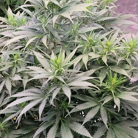 Berry growlog timeline photo