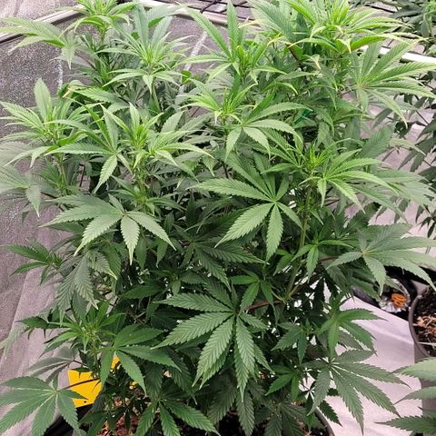 Pearli growlog timeline photo