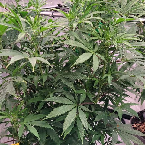 Pearli growlog timeline photo