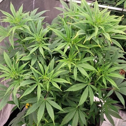 Pearli growlog timeline photo
