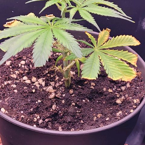 Cookies OG Kloni #1 growlog photo: Schwer gelitten konnte sie heute in ihr neus zu Hause ein ziehen