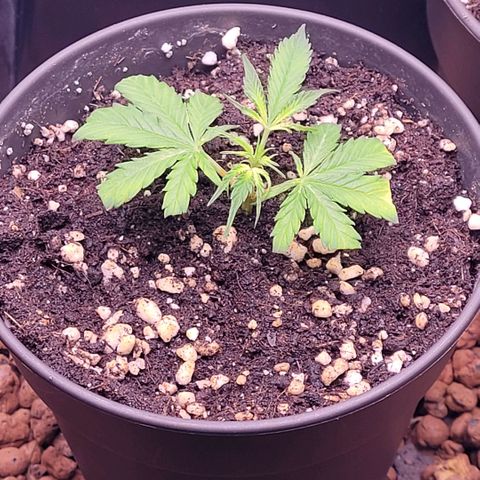 Cookies OG Kloni #2 growlog photo: Auch sie mit den kleinsten Wurzeln hat bis jetzt überstanden und ist auch um gezogen ins neue zu Hause