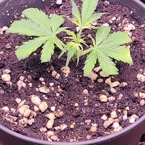 Cookies OG Kloni #2 growlog photo: Auch sie mit den kleinsten Wurzeln hat bis jetzt überstanden und ist auch um gezogen ins neue zu Hause