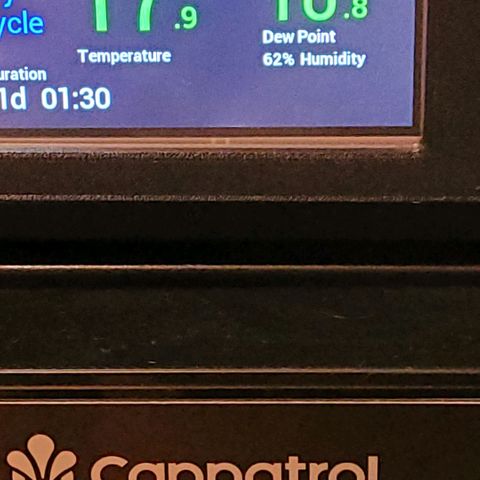 Berry growlog photo: Mittlerweile hält sich die Luftfeucht bei 62 % , die Temperatur jetzt bei 17.9 Grad.
Morgen Abend geht es ins Curen für 6 Tage und eventuell auch etwas länger