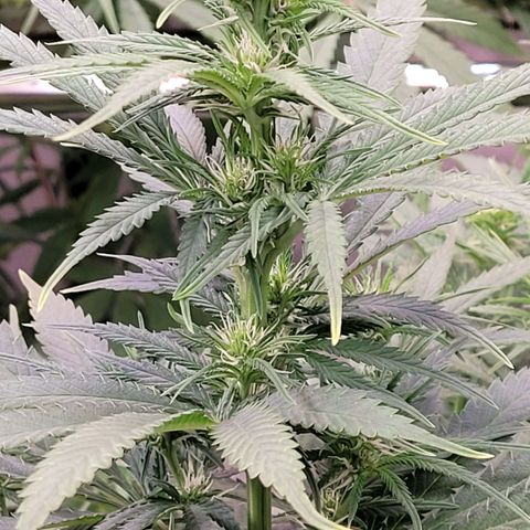 Berry growlog timeline photo