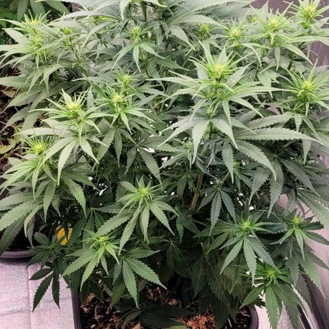 Berry growlog timeline photo