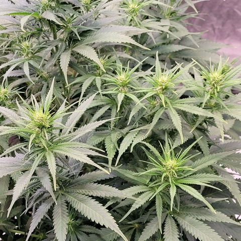 Berry growlog timeline photo