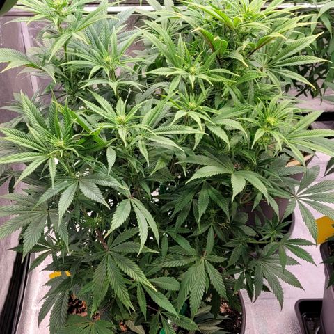 Pearli growlog timeline photo