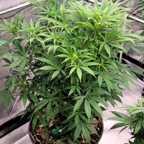 Pearli growlog timeline photo
