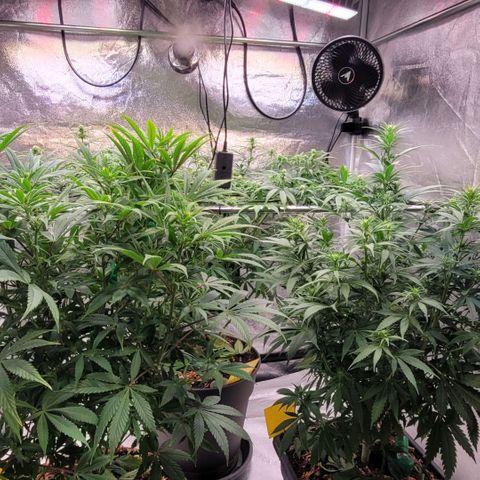 Berry growlog timeline photo