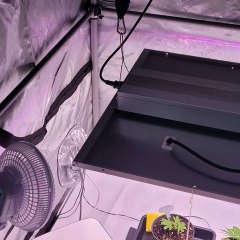 Cookies OG Kloni #1 growlog photo: Heute noch Verstärkung Stangen ein gesetzt und den gewaschen Vorfilter über den AKF gezogen.
Die Lampe auf 38 cm , Klon 2 bei 40 cm Abstand gebracht 