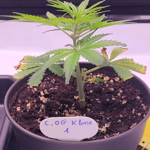 Cookies OG Kloni #1 growlog timeline photo