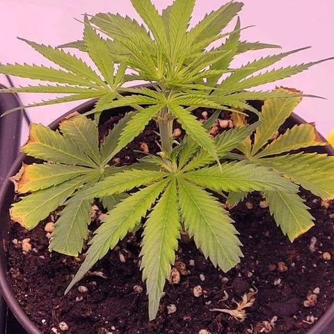 Cookies OG Kloni #1 growlog photo: Sie erholt sich zu sehend