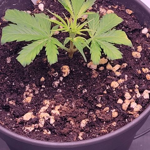 Cookies OG Kloni #2 growlog timeline photo