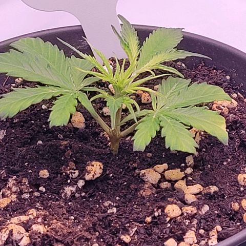 Cookies OG Kloni #2 growlog timeline photo