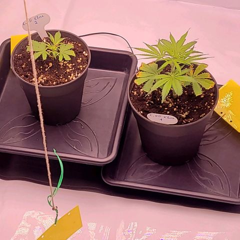 Cookies OG Kloni #1 growlog timeline photo