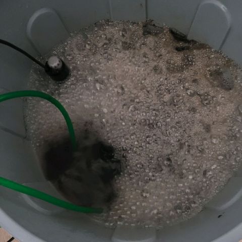 Cookies OG Kloni #1 growlog photo: Wow, die Kompost Tee Turbo Zündung.
Noch nicht länge in Gärung Schäumt es schon top.
