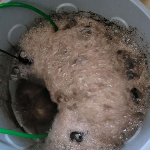 Cookies OG Kloni #1 growlog photo: Tag 1 der Kompost Tee Gärung.
Super Stoff