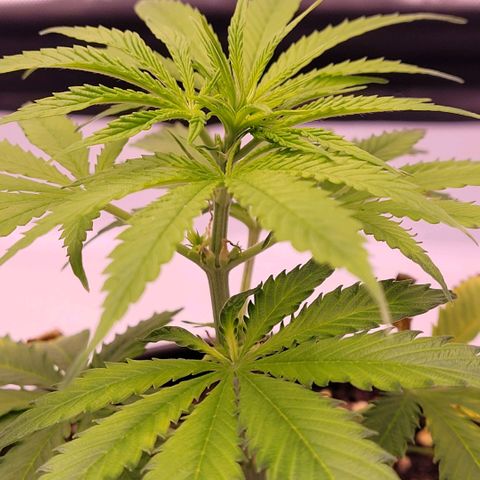 Cookies OG Kloni #1 growlog photo: Deutlich nun Wachstum zu erkennen.