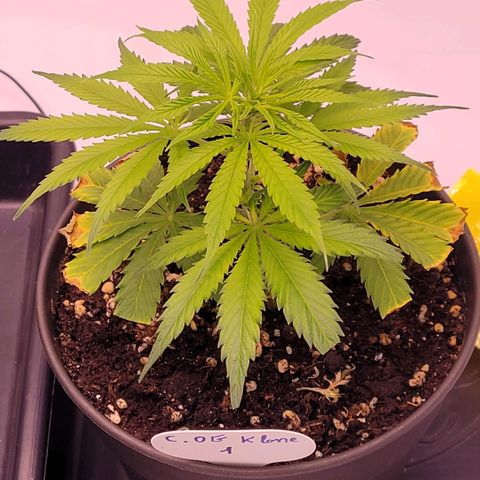 Cookies OG Kloni #1 growlog photo: Deutlich nun Wachstum zu erkennen.
