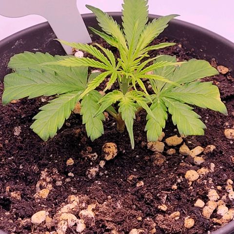 Cookies OG Kloni #2 growlog photo: Sie hat sich noch nicht so ganz erholt. Aber sie wird schon bald.