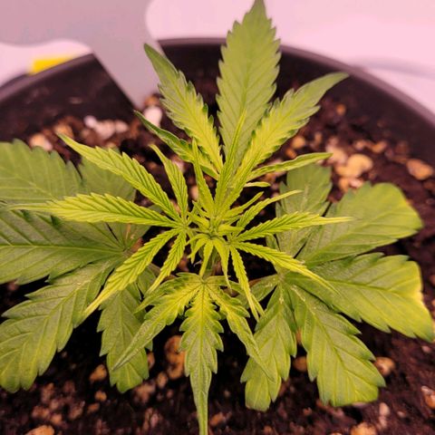 Cookies OG Kloni #2 growlog photo: Sie hat sich noch nicht so ganz erholt. Aber sie wird schon bald.