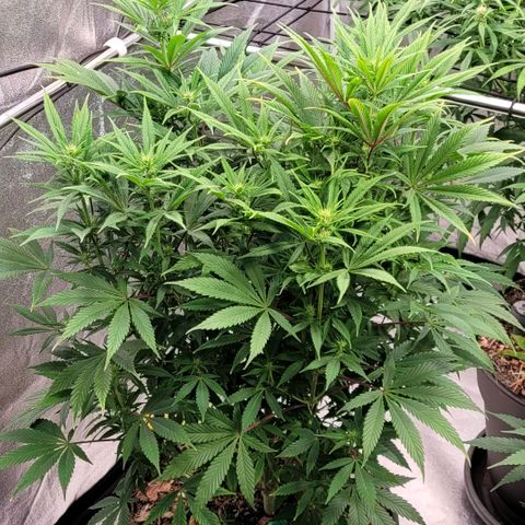 Pearli growlog timeline photo