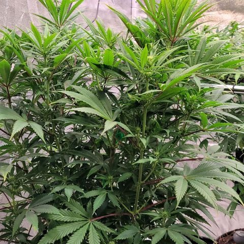 Pearli growlog timeline photo