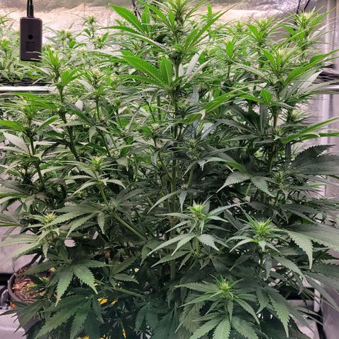 Berry growlog timeline photo