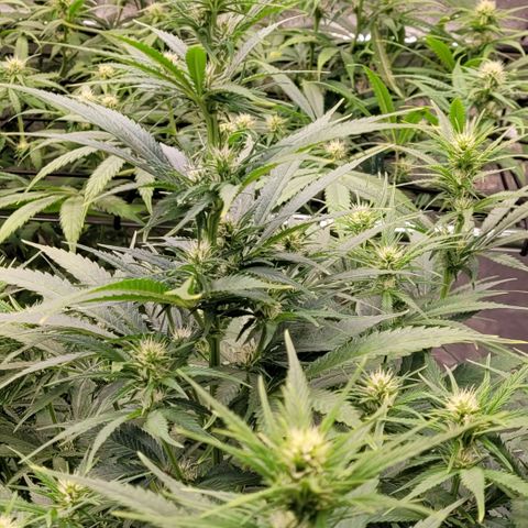 Berry growlog timeline photo