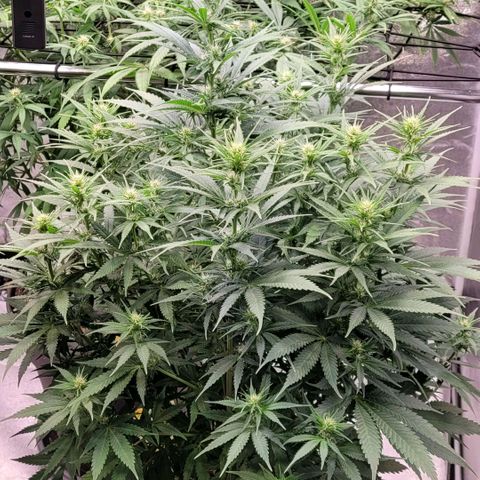 Berry growlog timeline photo