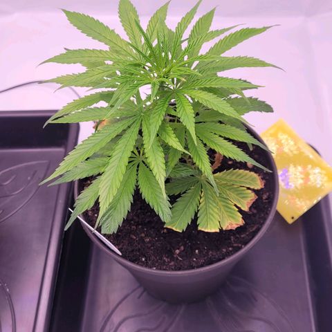 Cookies OG Kloni #1 growlog timeline photo