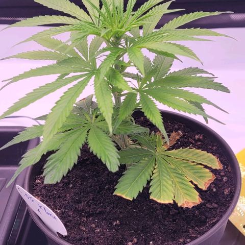 Cookies OG Kloni #1 growlog timeline photo