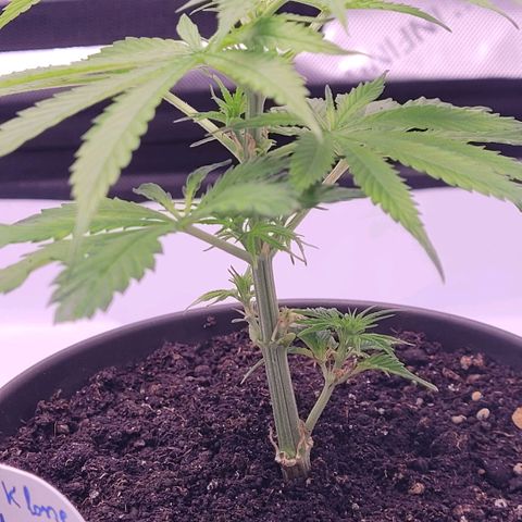 Cookies OG Kloni #1 growlog timeline photo