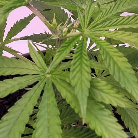 Cookies OG Kloni #1 growlog photo: Getoppt