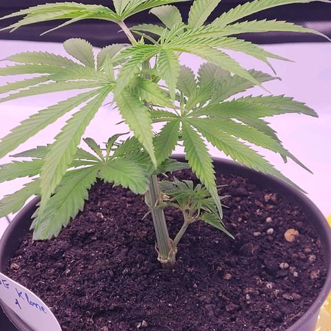 Cookies OG Kloni #1 growlog timeline photo