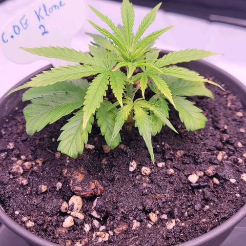 Cookies OG Kloni #2 growlog timeline photo