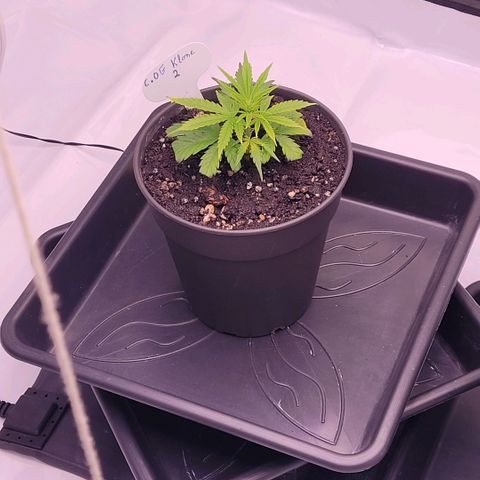 Cookies OG Kloni #2 growlog timeline photo
