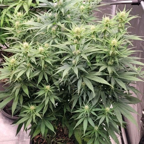 Berry growlog timeline photo