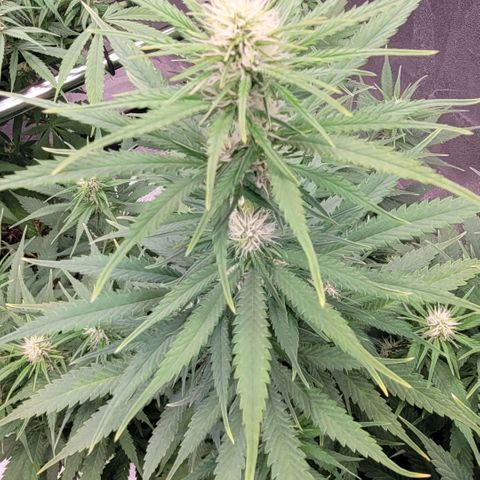 Berry growlog timeline photo