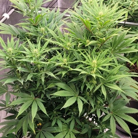 Pearli growlog timeline photo