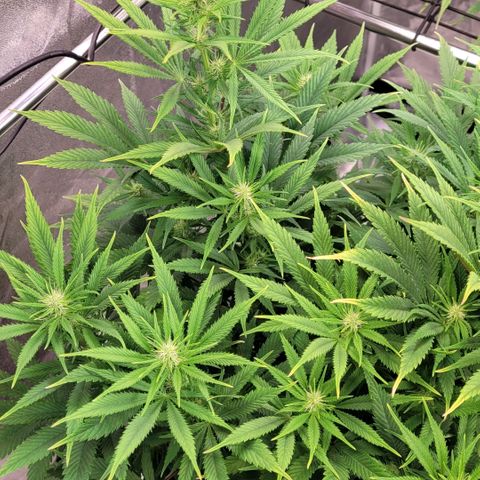 Pearli growlog timeline photo