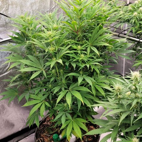 Pearli growlog timeline photo