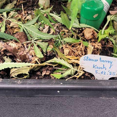 Berry growlog photo: Die Regenwürmer , ihr Gestern 3 auf die Erde u mit Laub ab gedeckt . Sind in der Erde verschwunden. Sie zeigt keine Nährstoff Mängel.