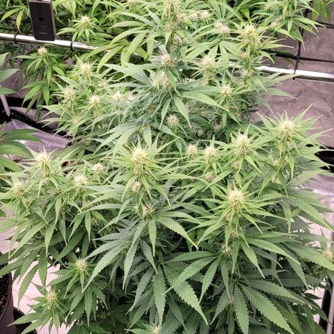 Berry growlog timeline photo