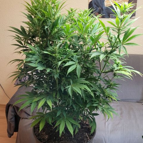 Pearli growlog timeline photo